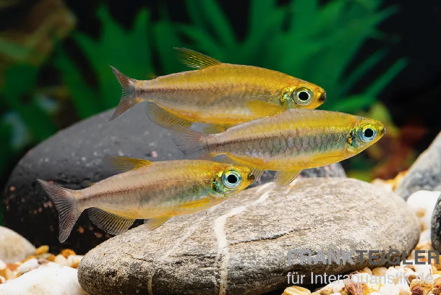 Oranger Kongosalmler, Phenacogrammus cf. aurantiacus "Bandundu Orange"