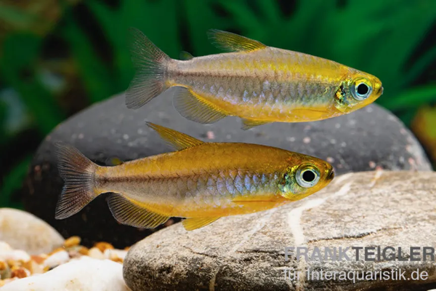 Oranger Kongosalmler, Phenacogrammus cf. aurantiacus "Bandundu Orange"