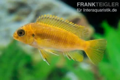 Oranger Maulbrüter, Pseudotropheus tropheops CHILUMBA ORANGE, DNZ