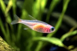 Oranger Neonsalmler, Paracheirodon innesi orange