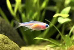 Oranger Neonsalmler, Paracheirodon innesi orange