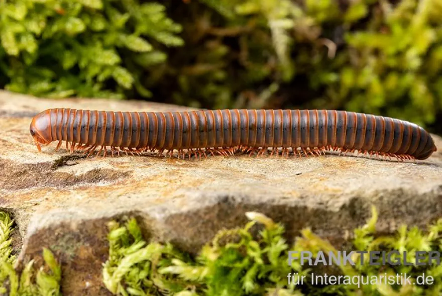 Oranger Piphun-Tausendfüßer, Spirobolus sp. “Orange Piphun”