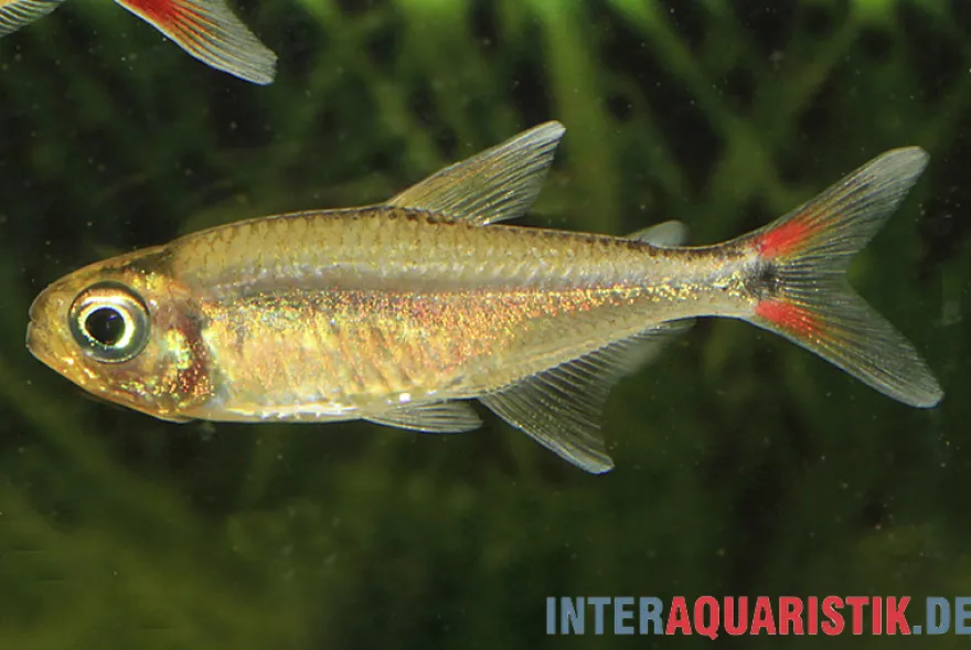 Oranger Rotflossensalmler, Hemigrammus sp. Yurimaguas