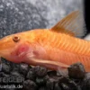Oranger Schmerlenpanzerwels, Aspidoras sp. C125 orange, DNZ