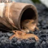 Oranger Zwergflußkrebs - Cambarellus CPO-Paar + bepflanzte Kokosnusshöhle