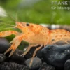 Oranger Zwergflusskrebs, Cambarellus patzcuarensis (CPO) - Zufällig