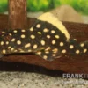 Orangesaum-Prachtharnischwels, Baryancistrus xanthellus L18, 4-8 cm