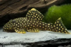 Orangesaum-Prachtharnischwels, Baryancistrus xanthellus L18, 4-8 cm