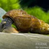 Orangesaum-Tylomelania, Tylomelania sp.