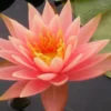 Orange Seerose, Nymphaea cololado