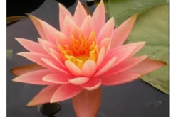 Orange Seerose, Nymphaea cololado