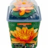 Orange Seerose, Nymphaea sp. "Sioux", Knolle