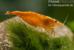 Orange Skunk Garnele, Neocaridina davidi Orange Skunk