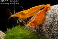Orange Skunk Garnele, Neocaridina davidi Orange Skunk