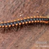 "Orange Spike"-Bandfüßer, Orthomorpha sp. “OrangeSpike”