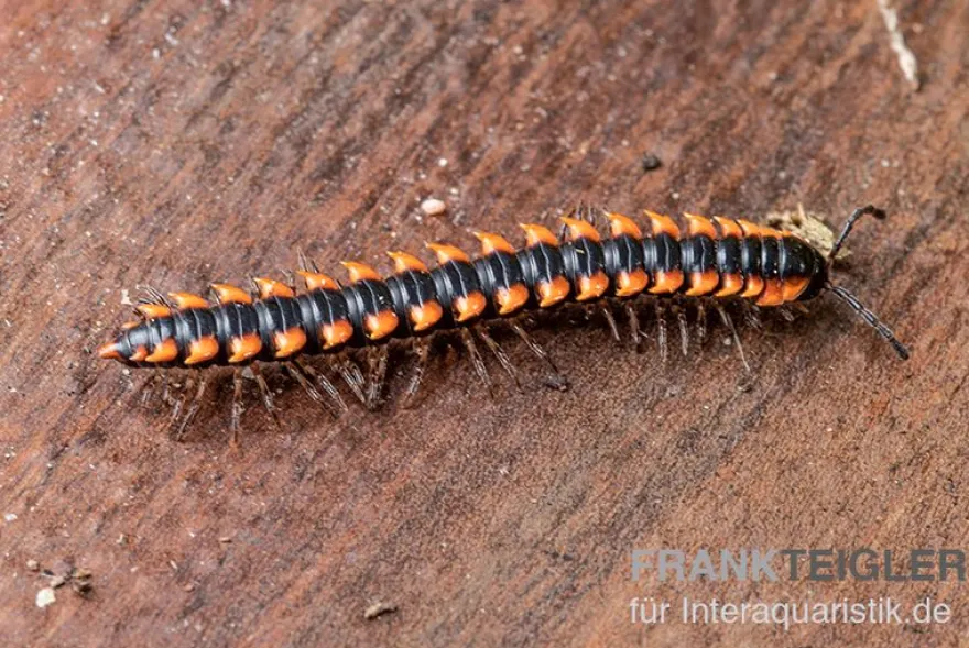 "Orange Spike"-Bandfüßer, Orthomorpha sp. “OrangeSpike”