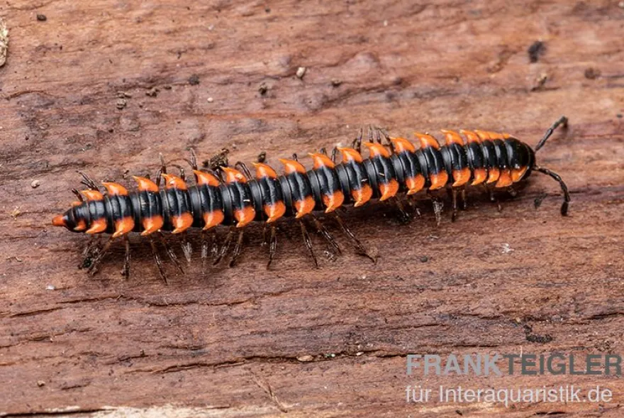 "Orange Spike"-Bandfüßer, Orthomorpha sp. “OrangeSpike”