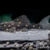 Orange Spot Pleco, LDA31, Panaqolus albomaculatus