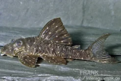 Orange Spot Pleco, LDA31, Panaqolus albomaculatus