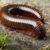Orange-Striped-Millipede, Spirostreptus hamatus