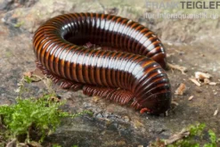 Orange-Striped-Millipede, Spirostreptus hamatus