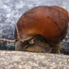 Orange Sumpfdeckelschnecke, Viviparus spec.
