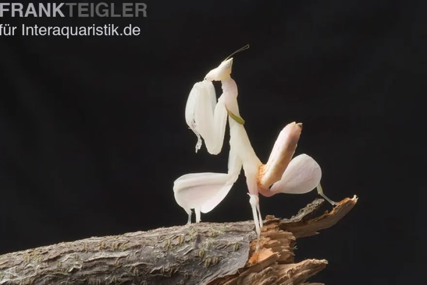 Orchideenmantis, Hymenopus coronatus
