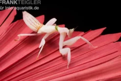 Orchideenmantis, Hymenopus coronatus