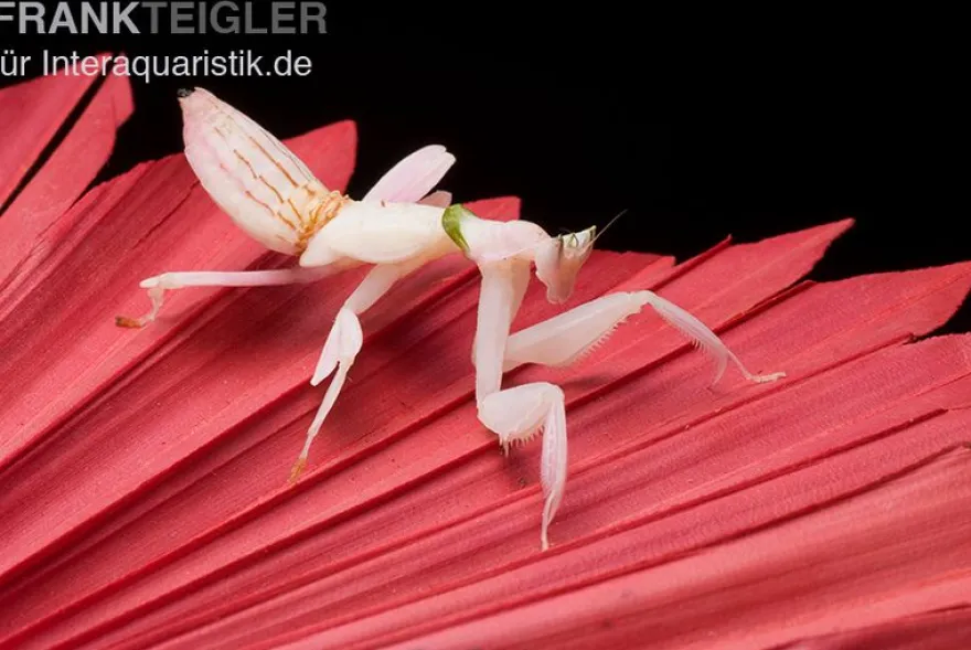 Orchideenmantis, Hymenopus coronatus