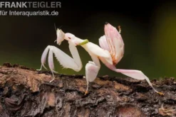 Orchideenmantis, Hymenopus coronatus