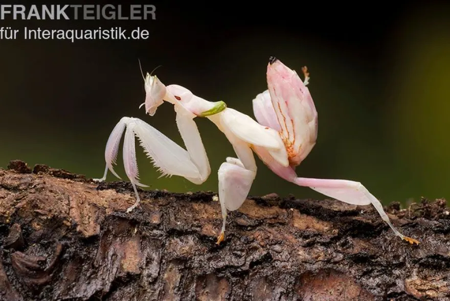 Orchideenmantis, Hymenopus coronatus