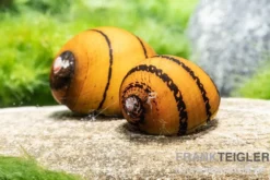 O-Ring-Rennschnecke, Neritina sp.