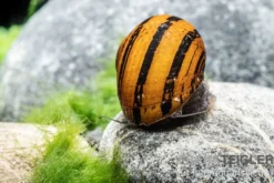 O-Ring-Rennschnecke, Neritina sp.