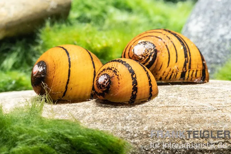O-Ring-Rennschnecke, Neritina sp.