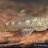 Orinoco-Cheatostoma, Chaetostoma pearsei, L187