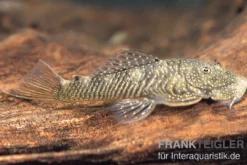 Orinoco-Cheatostoma, Chaetostoma pearsei, L187