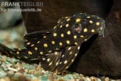 Orinoco-Engelsharnischwels, L201, Hypancistrus cf. inspector, 4-5 cm