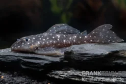 Orinoco-Engelsharnischwels, L201, Hypancistrus cf. inspector, 4-5 cm