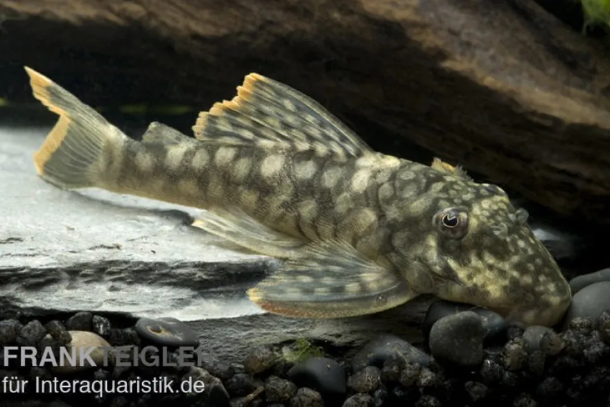 Orinoko-Guyanaharnischwels, Guyanancistrus guahiborum "L106"