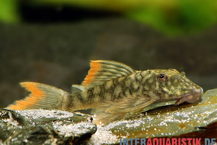 Orinoko-Guyanaharnischwels, Guyanancistrus guahiborum "L106"