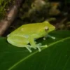 Orinoko-Limettenlaubfrosch, Sphaenorhynchus lacteus