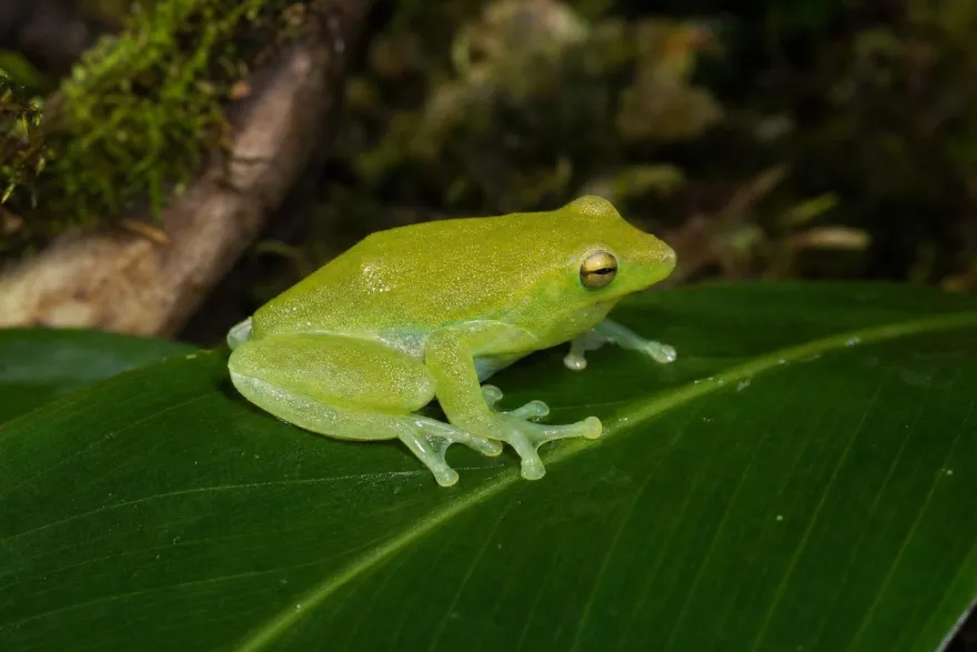 Orinoko-Limettenlaubfrosch, Sphaenorhynchus lacteus