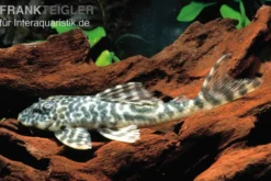 Orinoko-Saugwels, Peckoltia lujani "L127", 4-6 cm