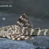 Orinoko Zwergschilderwels, L202, Peckoltia lineola
