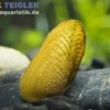 Ornamentmuschel, Scabies crispata