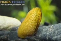 Ornamentmuschel, Scabies crispata