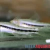 Ortegas Bodensalmler, Characidium cf. ortegai