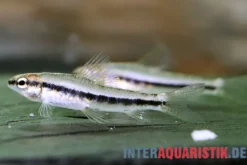 Ortegas Bodensalmler, Characidium cf. ortegai
