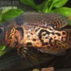 Oscar Rot-Tiger, Astronotus ocellatus
