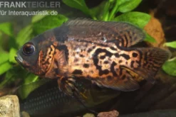 Oscar Rot-Tiger, Astronotus ocellatus